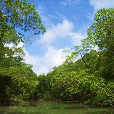 The Amazon