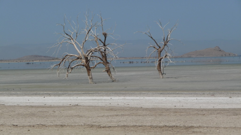 Drowned trees in the dry bed of the Salton Sea. Image by Daniel Mayer from Wikipedia. 