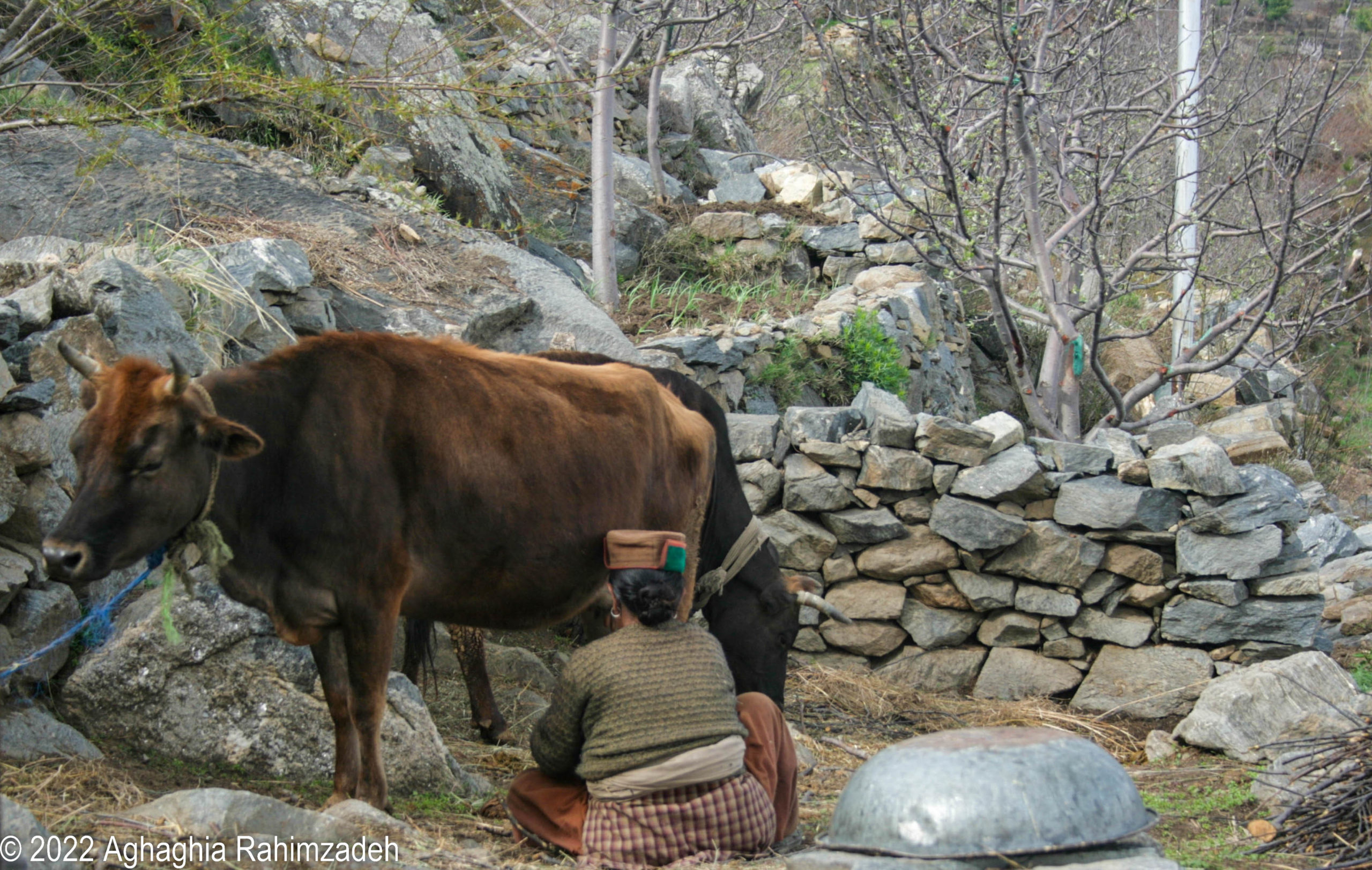 A seated woman hand milks a cow outside.