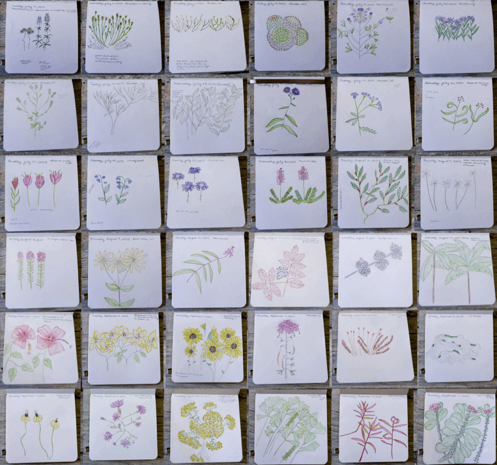 The image showcases a grid featuring 48 unique botanical sketches of various flowering plants, arranged in six rows and eight columns. Each sketch is crafted with different artistic styles, using watercolor, pencil, and ink. The illustrations vary in complexity and detail, depicting entire plants, flowers, and detailed botanical features. Handwritten notes accompany many sketches, often including dates, locations, and observations about each plant's color and characteristics. The organized layout allows for visual comparison, highlighting the diversity of flora across different sketches in vibrant colors like pink, yellow, purple, and green.